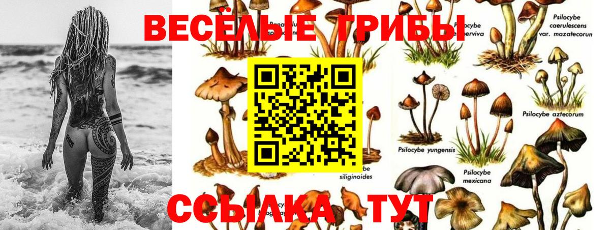 наркотики  Галлюциногенные грибы Psilocybine cubensis  Вход с VPN  Галлюциногенные грибы прущие грибы  Тайшет 